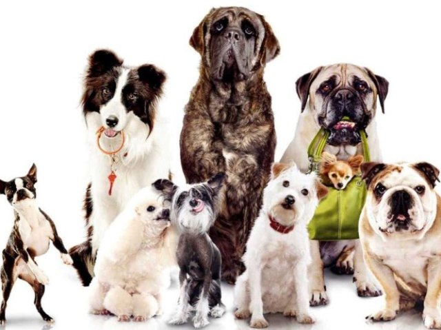 Que tipo de cão você seria?
