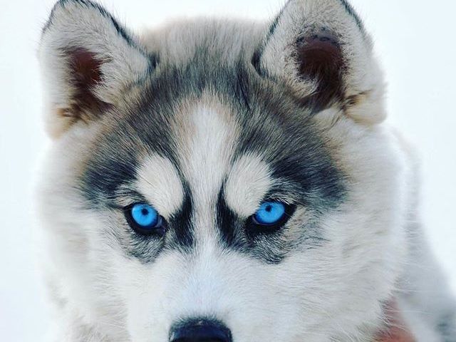 husky