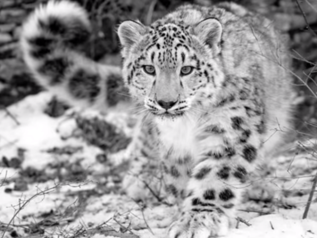LEOPARDO DAS NEVES