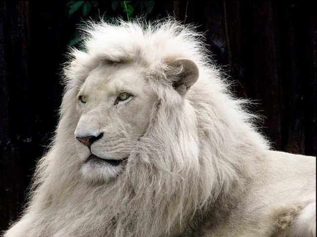LEÃO BRANCO