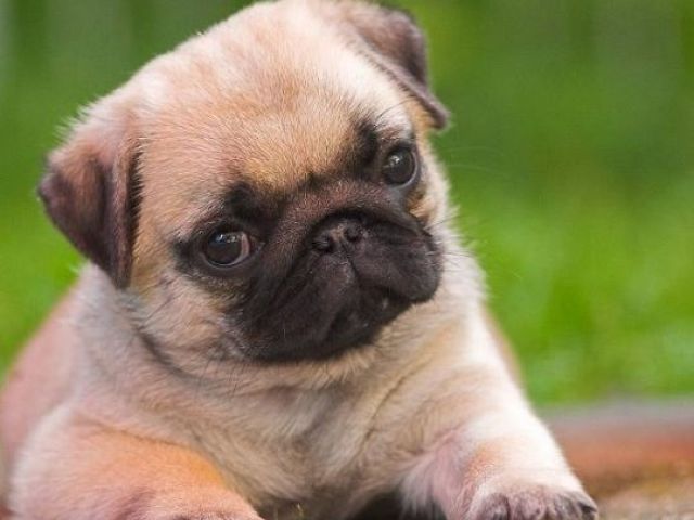 Pug.