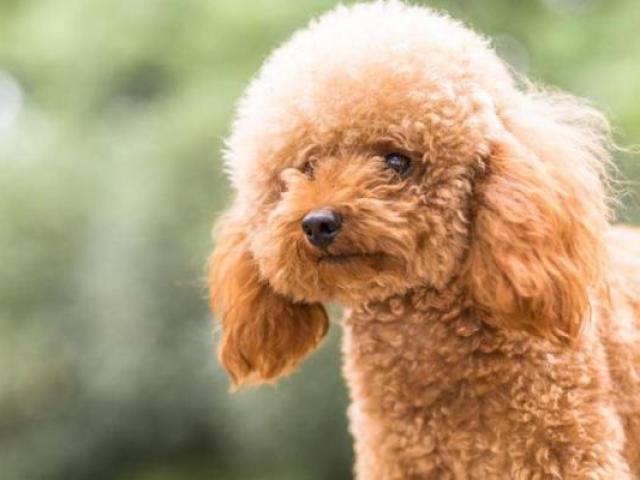 Poodle