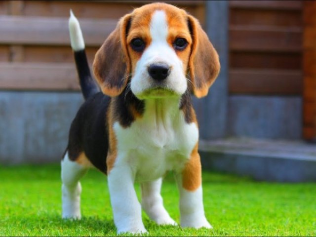 Beagle.