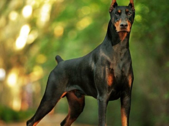 Doberman