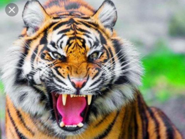 Tigre