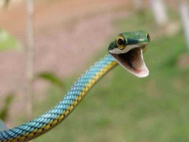 Cipó