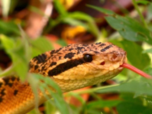 Surucucu