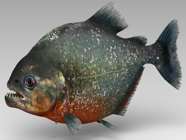 Piranha