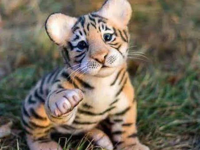 Bebe tigre