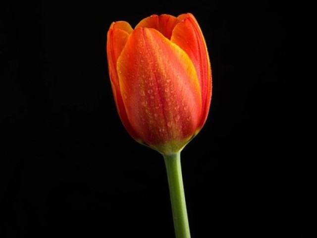 Tulipa