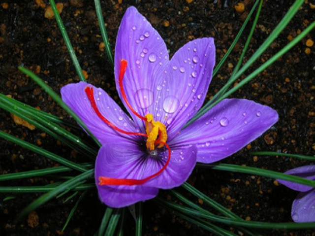 Uma linda flor rara em algum jardim botânico