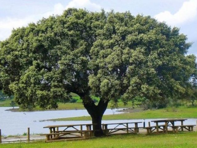 Uma árvore antiga que abriga uma família de esquilos