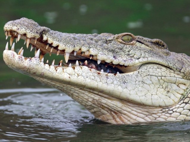 crocodilo