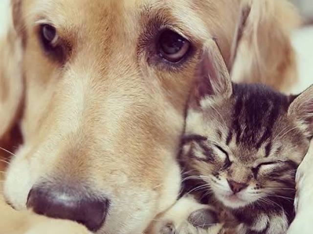 Gatos e cachorros por que são todos fofos