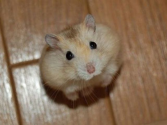 Hamster