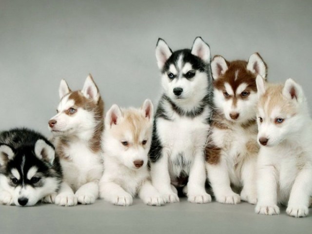 Cachorro