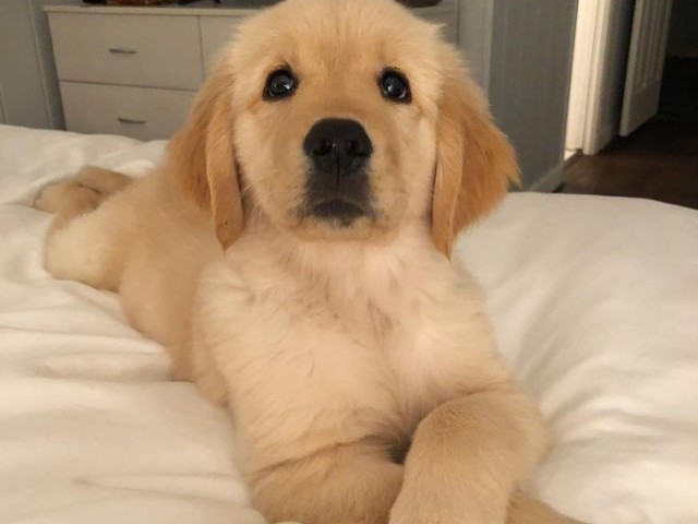 Golden Retriver!