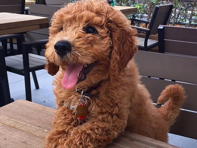 Poodle!