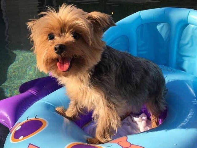 Yorkshire Terrier!
