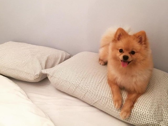 Lulu da Pomerânia!