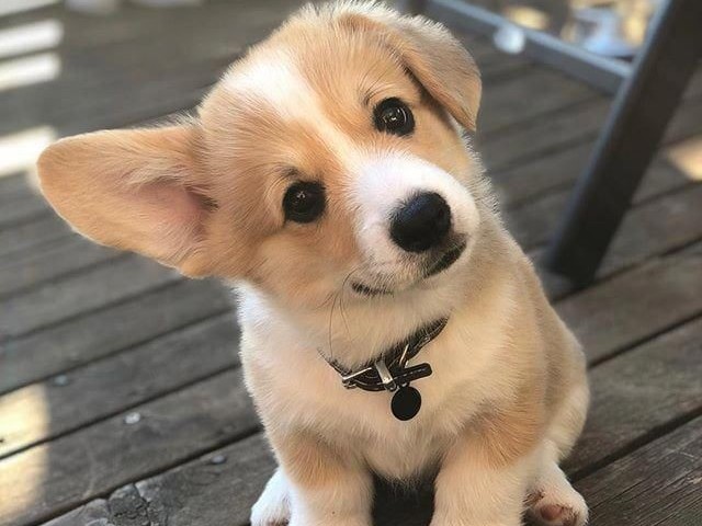 Corgi!