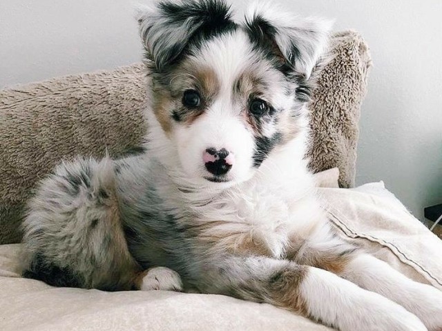 Com Qual Raça de Cachorro Você Se Parece?