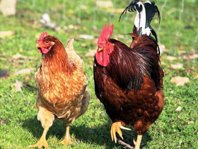 Galo/galinha!
