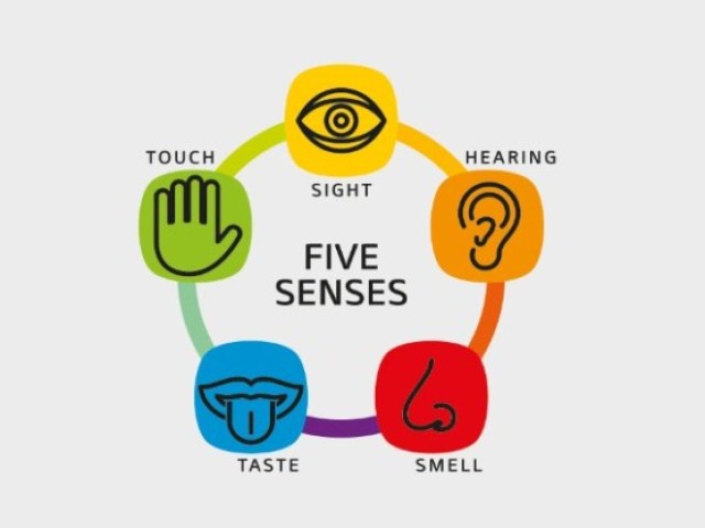 Qual dos 5 sentidos predomina em você?