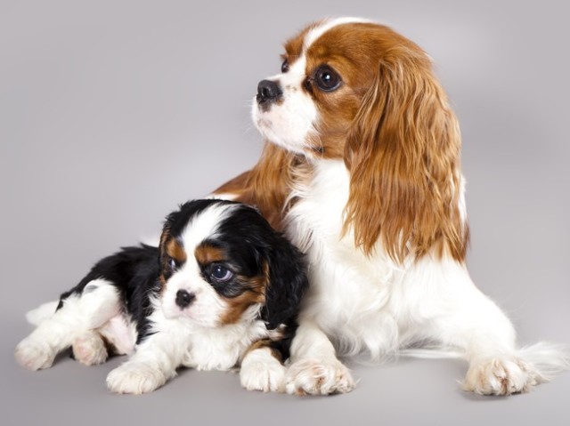 Cavalier King Charles Spaniel