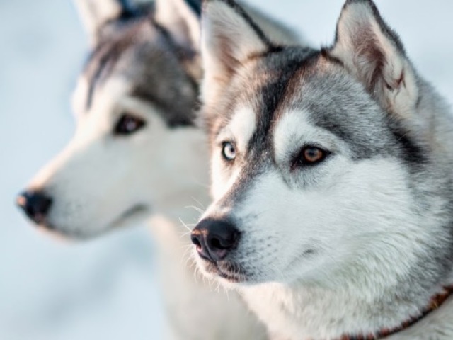 Husky Siberiano