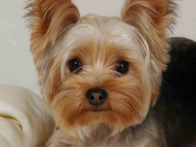 Yorkshire Terrier