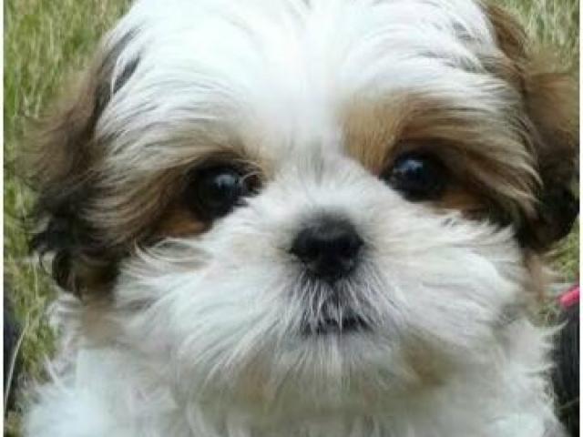 Shih Tzu