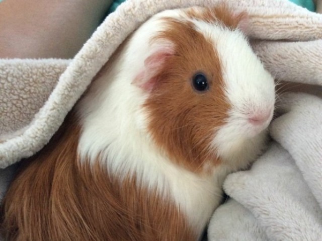 Porquinho - da- Índia