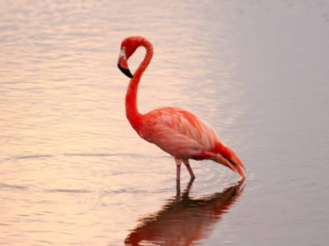 Flamingo