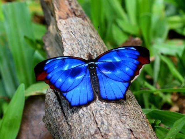 Borboleta, além de linda é muito fofucha!