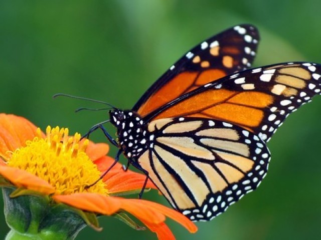 Borboleta