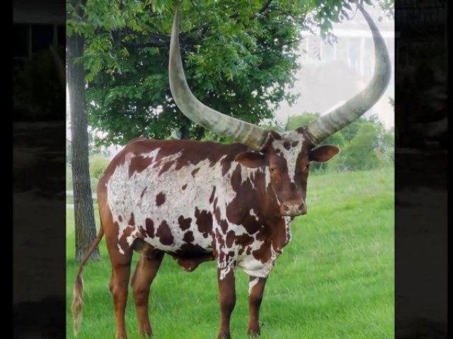 Corno Neutro (Corno Brabo)