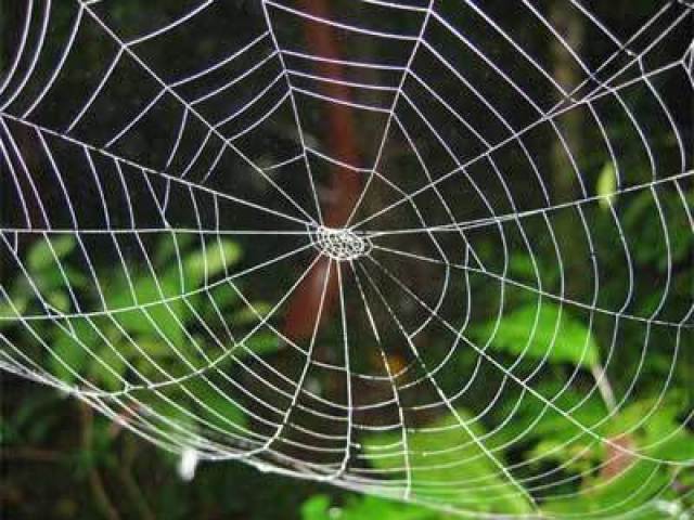 Medo de teia de aranha.