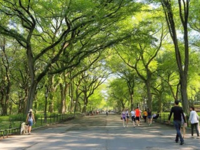 Central Park