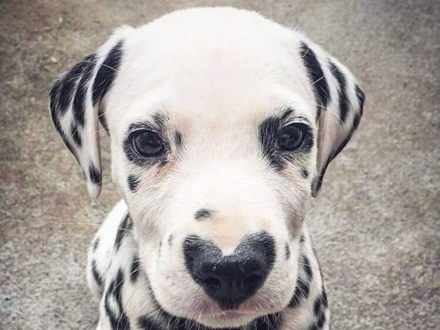 Cachorro
