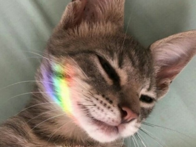 Gato