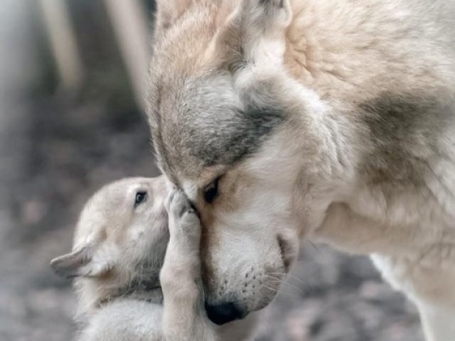 Lobo