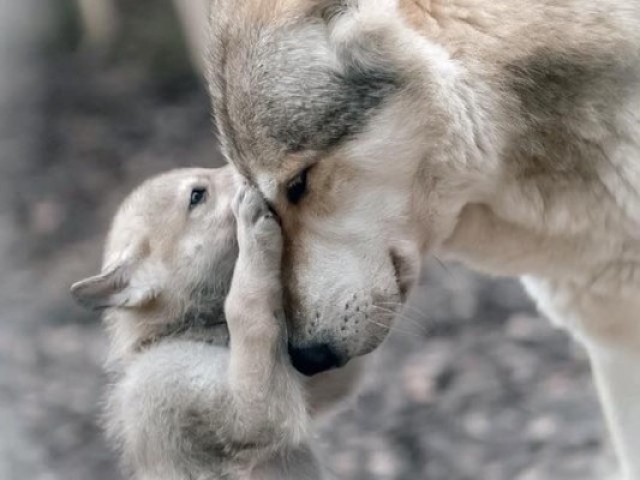 Lobo