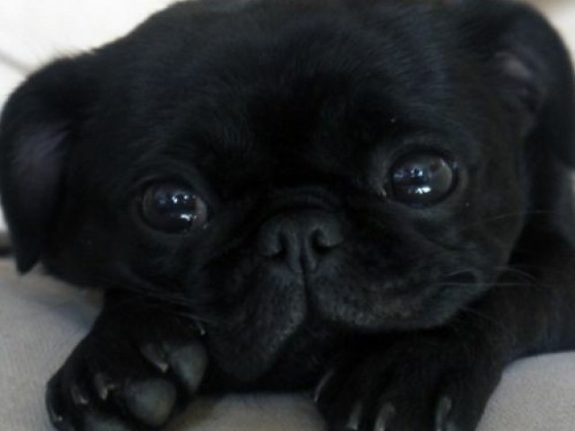 Cachorrođ