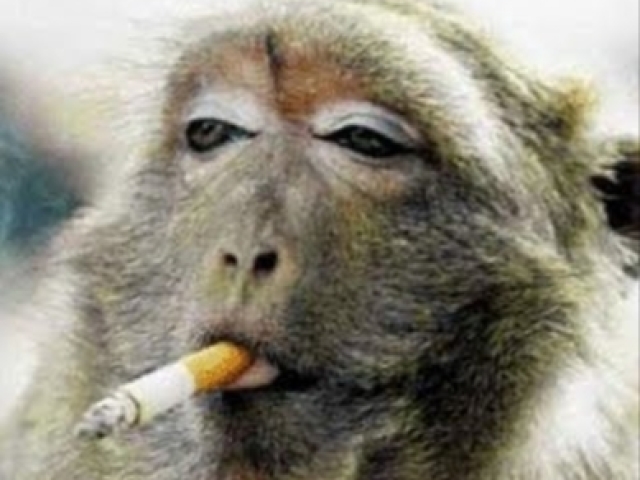 Vi um macaco fumando cigarro , cozinhando uma lasanha é comendo o cu de quem tá lendo