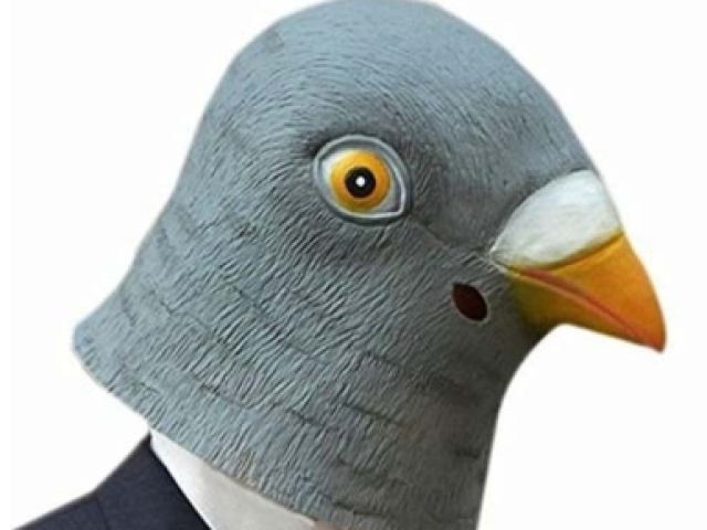 Virar uma pomba pra caçar em todo mundo