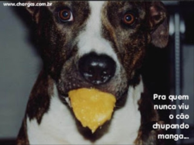O cao chupando manda e fazendo careta