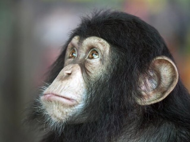 O chimpanzé