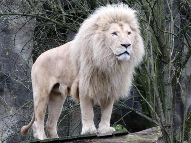 Leão