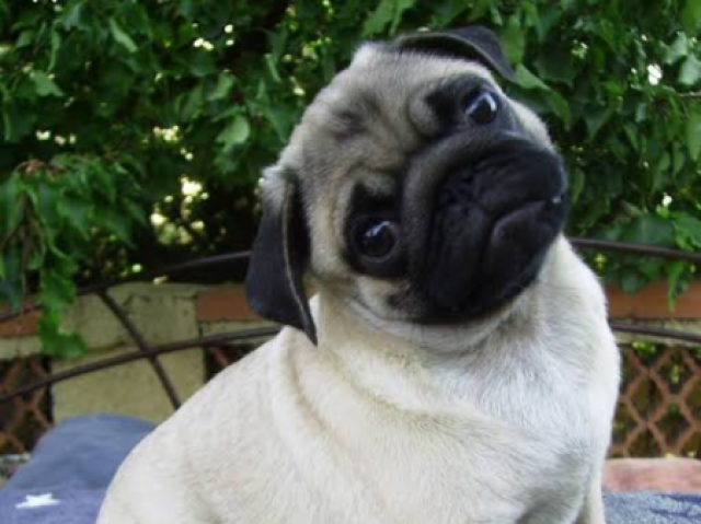 Pug